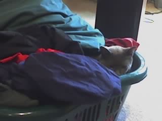 Gray Cat nestled in clean laundry basket