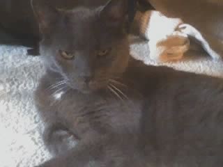 Gray Cat reclining