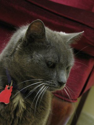 Gray Cat and ID tag