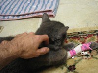 Gray Cat bandaged at hospital being scratched