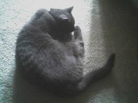 Gray Cat curled