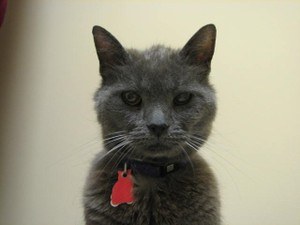 Gray Cat in hospital looking a little haggard